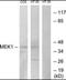 MEK1, MEK2 antibody, orb178971, Biorbyt, Western Blot image 