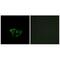 ATP Synthase Membrane Subunit G Like antibody, A18728, Boster Biological Technology, Immunofluorescence image 