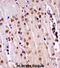 NIMA Related Kinase 3 antibody, abx027690, Abbexa, Immunohistochemistry frozen image 