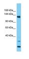 Pleckstrin Homology Domain Containing A5 antibody, orb327079, Biorbyt, Western Blot image 