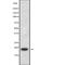 Thioredoxin 2 antibody, abx219190, Abbexa, Western Blot image 