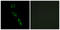 ES Cell Expressed Ras antibody, LS-C120020, Lifespan Biosciences, Immunofluorescence image 