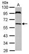 Ubiquitin-associated and SH3 domain-containing protein A antibody, NBP2-20763, Novus Biologicals, Western Blot image 