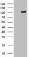 Protocadherin Gamma Subfamily C, 5 antibody, LS-C794158, Lifespan Biosciences, Western Blot image 