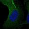 Asparagine Synthetase (Glutamine-Hydrolyzing) antibody, PA5-64898, Invitrogen Antibodies, Immunofluorescence image 