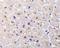 TNF Receptor Superfamily Member 6b antibody, A04048-1, Boster Biological Technology, Immunohistochemistry frozen image 