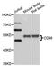 CD46 Molecule antibody, MBS126591, MyBioSource, Western Blot image 