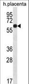 Glucocorticoid Induced 1 antibody, LS-C166496, Lifespan Biosciences, Western Blot image 