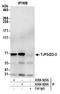 Tight Junction Protein 3 antibody, A304-926A, Bethyl Labs, Immunoprecipitation image 