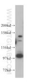 Cleavage And Polyadenylation Specific Factor 2 antibody, 17739-1-AP, Proteintech Group, Western Blot image 