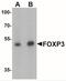 FOXP3 antibody, NBP2-41205, Novus Biologicals, Western Blot image 