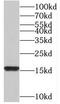 TATA-Box Binding Protein Associated Factor 13 antibody, FNab08479, FineTest, Western Blot image 