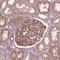 Surfeit 4 antibody, HPA064613, Atlas Antibodies, Immunohistochemistry paraffin image 