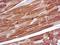 Actin Alpha 1, Skeletal Muscle antibody, NB120-7799, Novus Biologicals, Immunohistochemistry paraffin image 