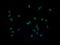 Interleukin-36 gamma antibody, LS-B13566, Lifespan Biosciences, Immunofluorescence image 