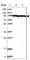 Glycogen Phosphorylase B antibody, HPA031067, Atlas Antibodies, Western Blot image 