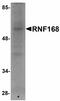 Ring Finger Protein 168 antibody, LS-C108507, Lifespan Biosciences, Western Blot image 