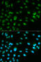 MCM7 antibody, 14-005, ProSci, Immunofluorescence image 