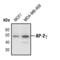 Transcription factor AP-2 gamma antibody, PA5-17330, Invitrogen Antibodies, Western Blot image 