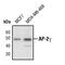 Transcription factor AP-2 gamma antibody, PA5-17330, Invitrogen Antibodies, Western Blot image 