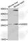 Heart- and neural crest derivatives-expressed protein 2 antibody, A7044, ABclonal Technology, Western Blot image 