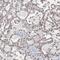 Eukaryotic Translation Initiation Factor 3 Subunit E antibody, FNab02707, FineTest, Immunohistochemistry frozen image 