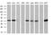 Sirtuin 6 antibody, MA5-25716, Invitrogen Antibodies, Western Blot image 