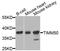 Translocase Of Inner Mitochondrial Membrane 50 antibody, STJ112032, St John