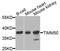 Mitochondrial import inner membrane translocase subunit TIM50 antibody, STJ112032, St John