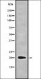 NADH:Ubiquinone Oxidoreductase Subunit A1 antibody, orb338455, Biorbyt, Western Blot image 