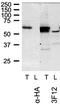 Target Of Myb1 Like 1 Membrane Trafficking Protein antibody, GTX632246, GeneTex, Western Blot image 