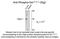 Oligodendrocyte Transcription Factor 2 antibody, NBP2-29523, Novus Biologicals, Western Blot image 