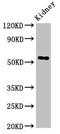 Alpha-L-Fucosidase 1 antibody, orb401076, Biorbyt, Western Blot image 