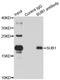 SUB1 Regulator Of Transcription antibody, orb247782, Biorbyt, Immunoprecipitation image 