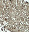 G-protein coupled receptor-associated sorting protein 1 antibody, 7987, ProSci Inc, Immunohistochemistry frozen image 