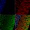 Synuclein Alpha antibody, LS-C773127, Lifespan Biosciences, Immunohistochemistry frozen image 