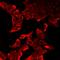 Toll Like Receptor 7 antibody, LS-C668522, Lifespan Biosciences, Immunofluorescence image 