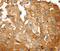 Sestrin 2 antibody, PA5-50756, Invitrogen Antibodies, Immunohistochemistry frozen image 