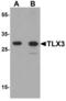 T Cell Leukemia Homeobox 3 antibody, LS-B10111, Lifespan Biosciences, Western Blot image 