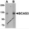 BCAS3 Microtubule Associated Cell Migration Factor antibody, 5629, ProSci Inc, Western Blot image 