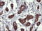 Mitogen-Activated Protein Kinase Kinase 3 antibody, LS-C174467, Lifespan Biosciences, Immunohistochemistry paraffin image 