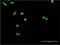 EWS RNA Binding Protein 1 antibody, H00002130-M02, Novus Biologicals, Immunofluorescence image 
