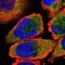 Tyrosine 3-Monooxygenase/Tryptophan 5-Monooxygenase Activation Protein Beta antibody, NBP1-80611, Novus Biologicals, Immunocytochemistry image 