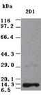 Neurotrophin 3 antibody, LS-C114327, Lifespan Biosciences, Western Blot image 