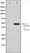 Jun Proto-Oncogene, AP-1 Transcription Factor Subunit antibody, orb105993, Biorbyt, Western Blot image 