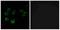 G Protein-Coupled Receptor 42 (Gene/Pseudogene) antibody, A13013, Boster Biological Technology, Western Blot image 