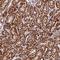 Hydroxysteroid Dehydrogenase Like 2 antibody, HPA050453, Atlas Antibodies, Immunohistochemistry frozen image 