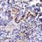 Transmembrane 4 L6 family member 1 antibody, 6229, ProSci, Immunohistochemistry frozen image 