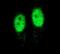 PCNA antibody, FNab06217, FineTest, Immunofluorescence image 