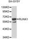 RUNX Family Transcription Factor 1 antibody, A2055, ABclonal Technology, Western Blot image 